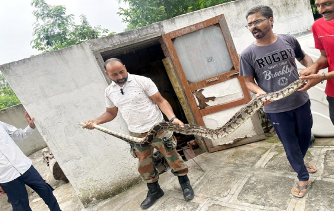 घर के बाथरूम में छिपा बैठा था 8 फुट लंबा इंडियन रॉक पाइथन, पूर्व सैनिक ने ऐसे किया रैस्क्यू